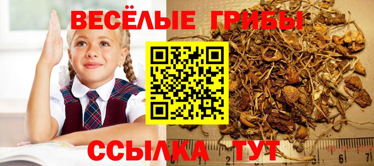 Щёлково  что такое наркотик  Вход с VPN  Галлюциногенные грибы Psilocybine cubensis 